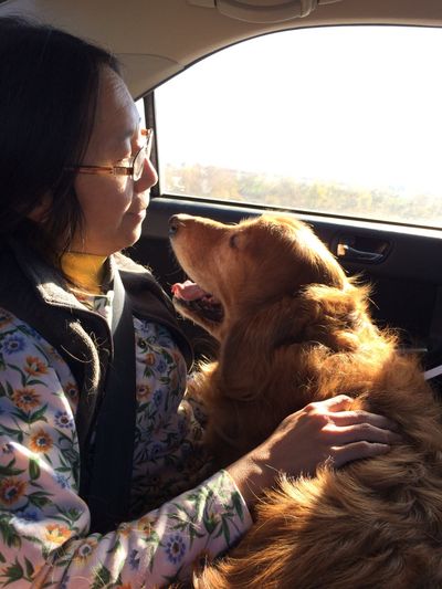 A middle-aged Asian woman sitting in the back seat of a car looks down at a golden retriever in her lap, while the dog looks up at her adoringly. They are backlit from the sunlight, almost glowing.